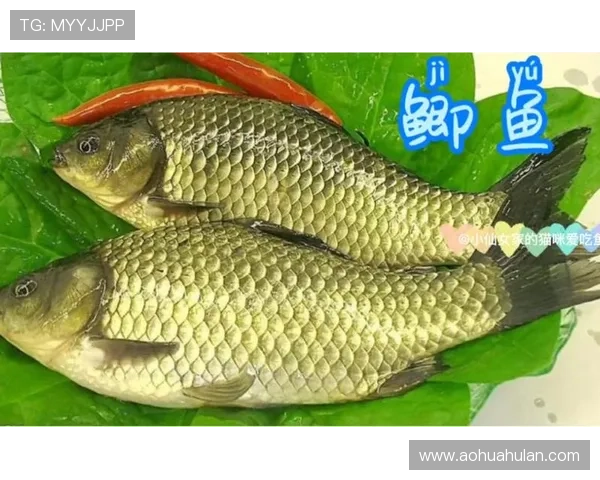 博鱼真人官方入口常见问题解答，帮助新手快速上手与解决疑难